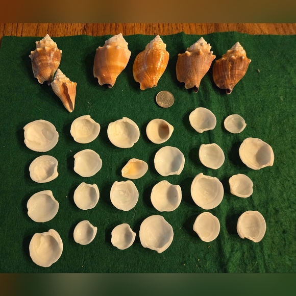 Lot of 30 Sea Shells 6 Conch 24 Clam White Shells 4 Crafts Aquarium & Terrarium - Picture 3 of 3